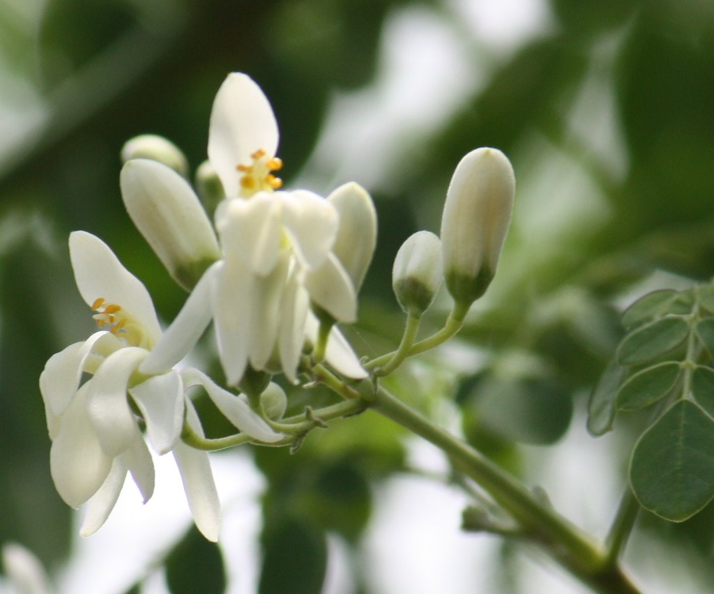 Nutrients in Moringa oil