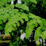 moringa oil