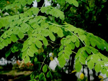 moringa oil