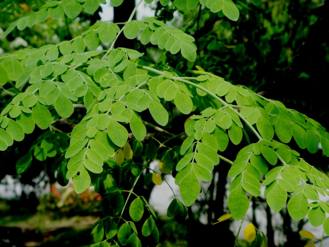 moringa oil