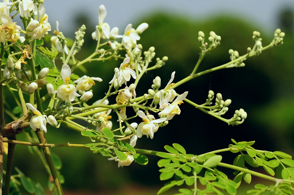 Best choosing guideline for Moringa oil