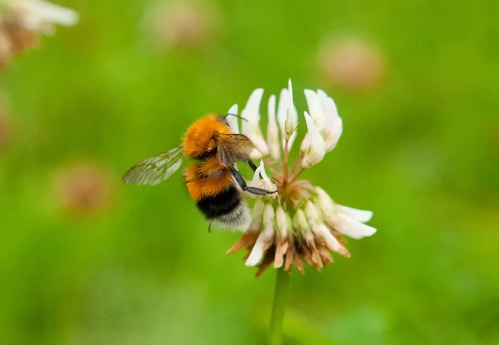 Calories and Nutrients in Clover Honey