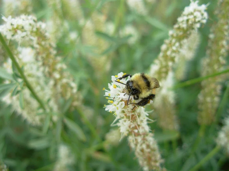 benefits of clover honey